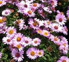 Aster krzaczasty Anneke Aster dumosus 9