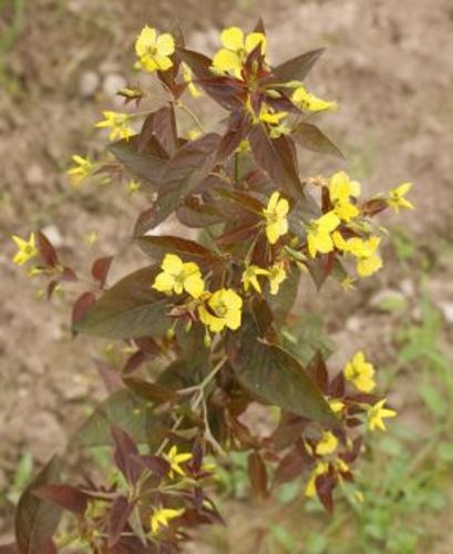 Tojeść orzęsiona Firecracker Lysimachia ciliata 9 