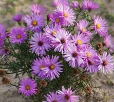 Aster krzaczasty Herbstgruss vom Bresserhof Aster dumosus 9