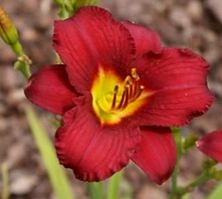 Liliowiec Pardon Me Hemerocallis 1l