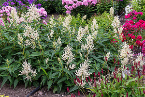 Persikaria zmienna Persicaria polymorpha 11