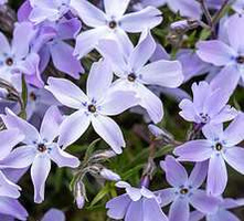 Floks szydlasty G.F. Wilson Phlox subulata 9