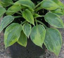 Funkia Toy Soldier Hosta 1l