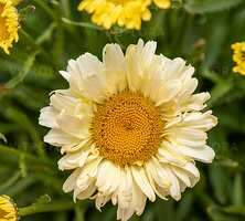 Złocień Wielki Sweet Daisy Izabel Leucanthemum Maximum 9