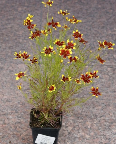 Nachyłek Okółkowy Firefly Coreopsis Verticilata 9