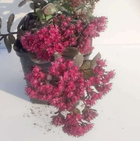 Rozchodnik SunSparkler® Dazzlebery Sedum 9