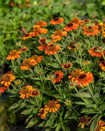 Dzielżan jesienny Short And Sassy Helenium autumnale 1l