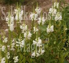 Odętka wirginijska Alba Physostegia virginiana 0,5l