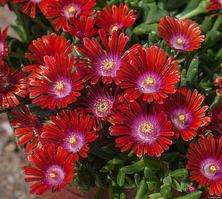 Delosperma Sundella Red Delosperma 