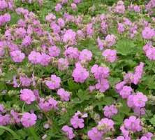 Bodziszek kantabryjski Cambridge Geranium cantabrigiense 9