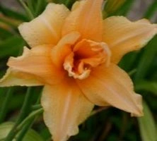 Liliowiec Double Entendre Hemerocallis 1-2l