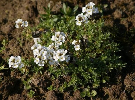 Głodek Sundermanna Draba x Suendrmannii