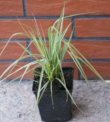 Mozga trzcinowata Arctic Sun Phalaris arundinacea 1l