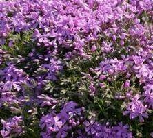 Floks szydlasty Moerheimii Phlox subulata 9