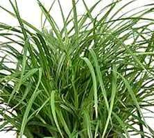 Turzyca japońska Irish Green Carex Morrowii 0,5l