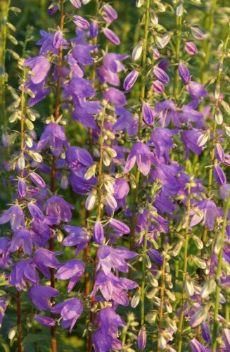 Dzwonecznik szerokolistny Adenophora latifolia