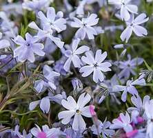 Floks Szydlasty Oakington Blue Eyes Phlox subulata 9