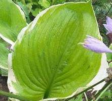 Funkia Winter Snow Hosta  2l