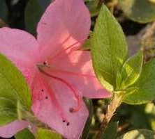 Azalia japońska Nakaharae Azalea japonicum 1l