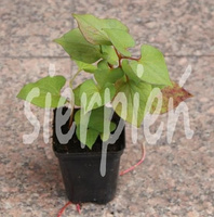 Pstrolistka sercowata Houttuynia cordata 9