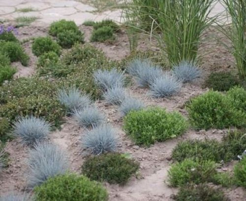 Kostrzewa popielata - Festuca Cinerea 9