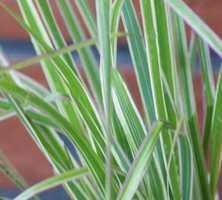 Trzcinnik ostrokwiatowy Overdam Calamagrostis acutiflora 1l