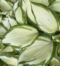 Funkia Sina Hans Hosta Sieboldiana 1- 2l