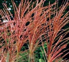 Miskant Chiński Purpurascens Miscanthus Sinensis 0,5 -1l