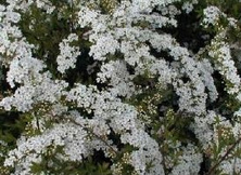 Tawuła nippońska White Carpet Spiraea nipponica 1l