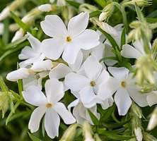 Floks szydlasty Maischnee Phlox subulata 9