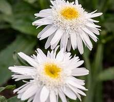 Złocień hybryda Wirral Supreme Leucanthemum x superbum 1l