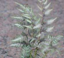 Wietlica japońska Burgundy Lace Athyrium Niponicum 0,5l