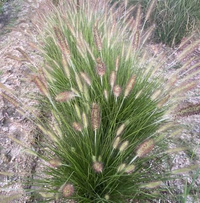 Rozplenica japońska Hamelen Pennisetum Alopecuroides 9