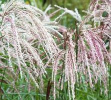 Miskant Chiński Kaskade Miscanthus Sinensis1l