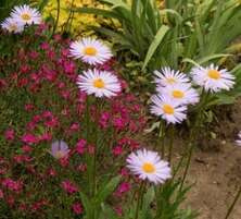 Aster alpejski Mix Aster alpinus 9