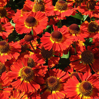 Dzielżan jesienny Salsa Helenium Autumnale