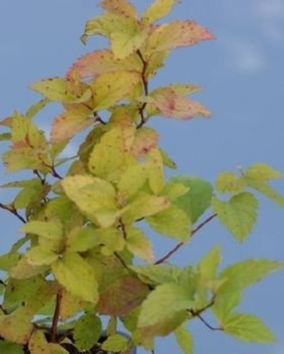 Tawuła japońska Candlelight Spiraea japonica 9