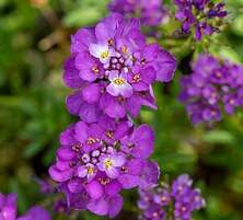 Ubiorek wiecznie zielony Absolutely Amethyst Iberis Sempervirens 9