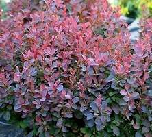 Berberys Thunberga Paola Berberis Thunbergii 1l