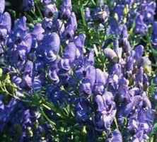 Tojad Fischera Aconitum fischeri 1l