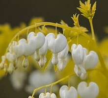 Serduszka okazała White Gold  Dicentra Spectabilis 9