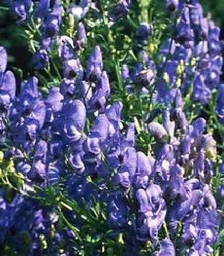 Tojad Fischera Aconitum fischeri 2l