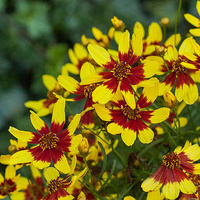 Nachyłek Okółkowy Firefly Coreopsis Verticilata 9