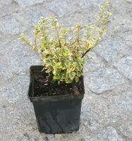 Trzmielina fortunea Emerald'n Gold Euonymus fortunei 1l