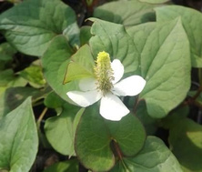 Pstrolistka sercowata Houttuynia cordata 9