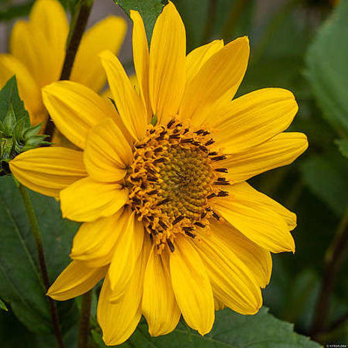 Słoneczniczek Flying Saucers Helianthus 1l