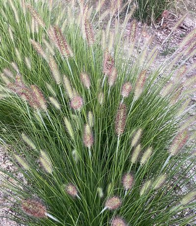 Rozplenica japońska Hamelen Pennisetum Alopecuroides 9