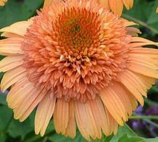 Jeżówka Supreme Cantaloupe Echinacea 9