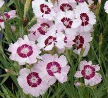 Goździk pierzasty Dixe White Red Dianthus plumarius 9