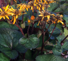 Języczka pomarańczowa Desdemona Ligularia dentata1l